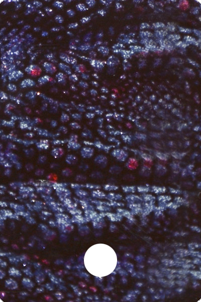 YCF28-03 front image